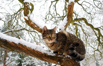 Картинка животные коты зима дерево