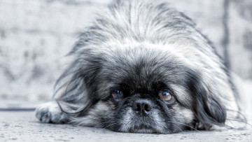 Картинка животные собаки мордашка грусть взгляд пекинес