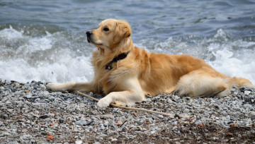 Картинка животные собаки пляж море собака галька