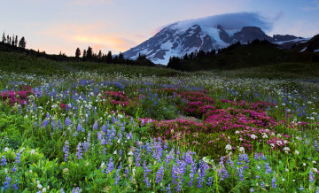 Картинка природа луга горы луг цветы