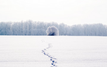 Картинка природа зима иней деревья следы снег холод белый