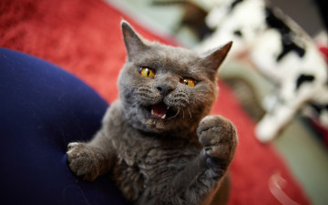 Картинка животные коты лапа кулак кот злюка
