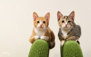 Картинка животные коты позирование взгляд кошечки