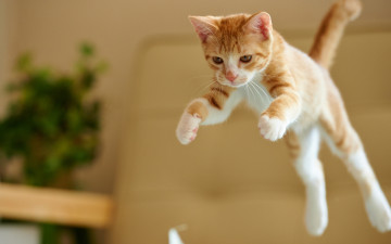 Картинка животные коты прыжок котёнок