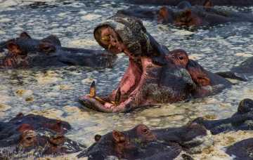 Картинка животные бегемоты болото пасть
