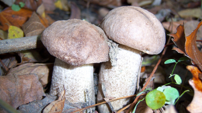 Обои картинки фото природа, грибы