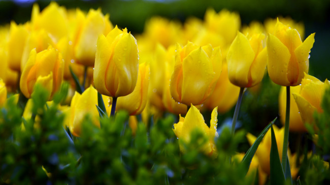 Обои картинки фото цветы, тюльпаны, желтый