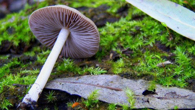 Обои картинки фото природа, грибы, грибочек