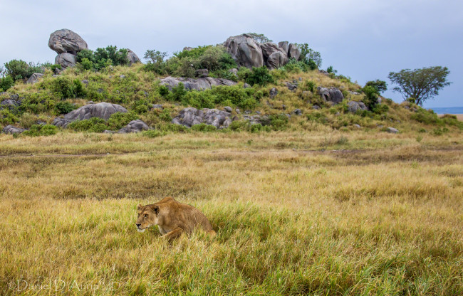 Обои картинки фото животные, львы, хищник