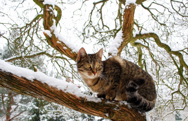 Обои картинки фото животные, коты, зима, дерево