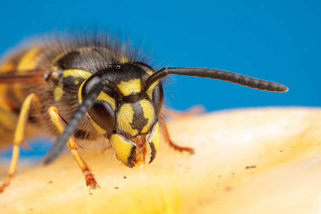 Обои картинки фото животные, пчелы, осы, шмели, макро