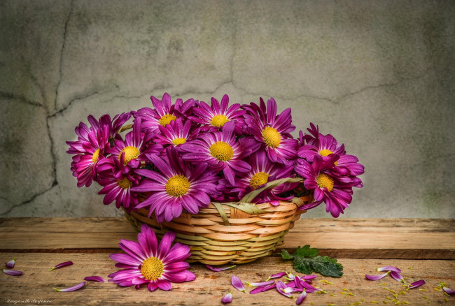 Обои картинки фото цветы, хризантемы, корзина