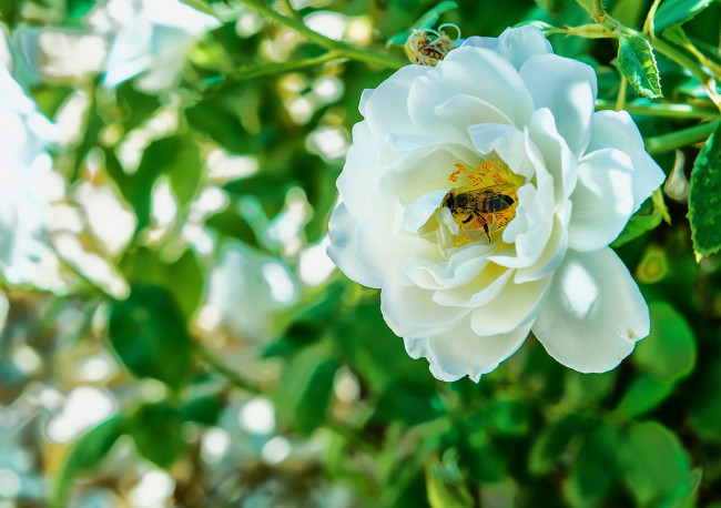 Обои картинки фото цветы, розы, пчела, белый