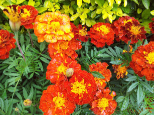 Картинка цветы бархатцы marigolds много