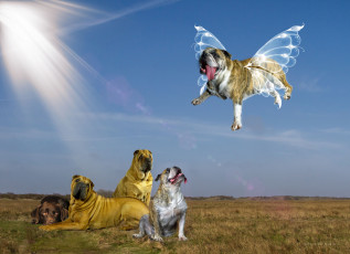Картинка разное компьютерный+дизайн крылья бабочка небо собаки поле полёт