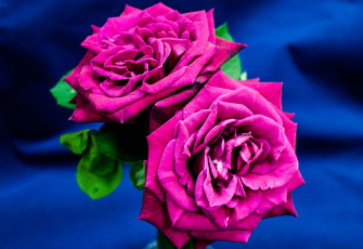 Картинка цветы розы макро пара лепестки роза