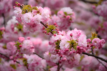 Картинка цветы сакура +вишня цветение весна природа розовый ветка красота