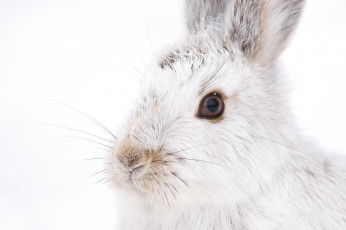 обоя животные, кролики,  зайцы, взгляд, усы, белый, мордочка, кролик