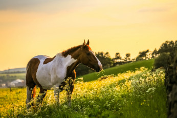 Картинка животные лошади конь лошадь природа поле