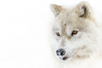 Картинка животные волки +койоты +шакалы снег взгляд полярный волк arctic wolf хищник