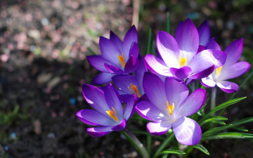 Картинка цветы крокусы свет весна фиолетовые