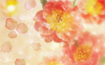Картинка цветы пионы лепестки розовые блики