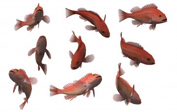 Картинка 3д+графика животные+ animals рыбы
