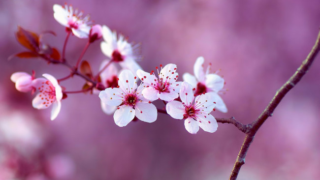 Обои картинки фото цветы, цветущие деревья ,  кустарники, красота, весна, ветка, природа