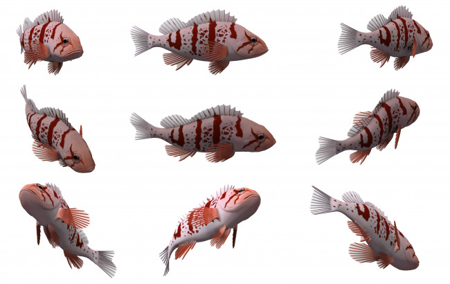 Обои картинки фото 3д графика, животные , animals, рыбы