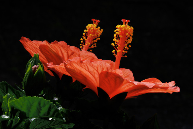Обои картинки фото цветы, гибискусы, тёмный, фон, пестики, листья, пара, оранжевые, гибискус