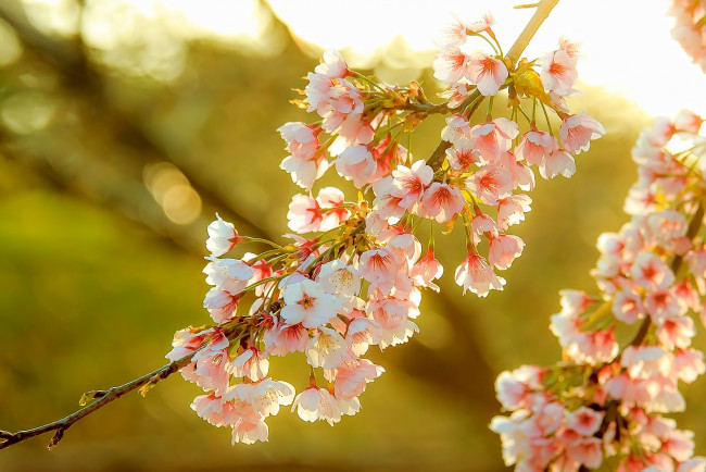 Обои картинки фото цветы, сакура,  вишня, ветка, красота, весна
