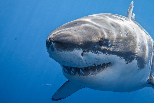 Обои картинки фото животные, акулы, море, пасть, хищник, белая, акула