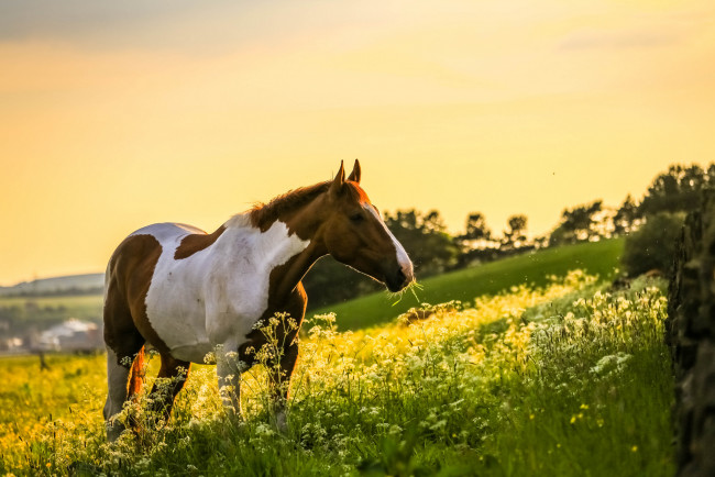 Обои картинки фото животные, лошади, конь, лошадь, природа, поле