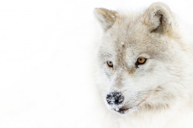 Обои картинки фото животные, волки,  койоты,  шакалы, снег, взгляд, полярный, волк, arctic, wolf, хищник