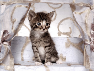 Картинка животные коты личное пространство узоры мило уютно диванчик полосатый бантики шторы маленький серый котенок