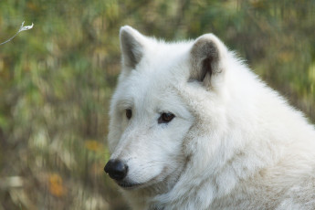 Картинка животные волки +койоты +шакалы волк гудзонский портрет морда