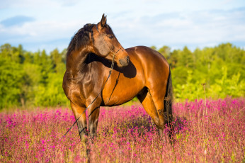 Картинка животные лошади лето коричневый конь лес цветы лошадь поле красочно солнечно