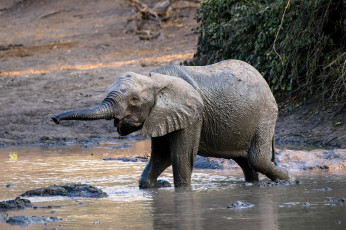 Картинка животные слоны слоненоок