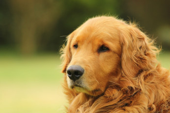 Картинка животные собаки собака голден ретривер золотистый морда портрет