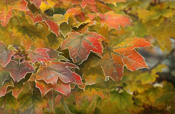 Картинка рисованное природа клен осень листья