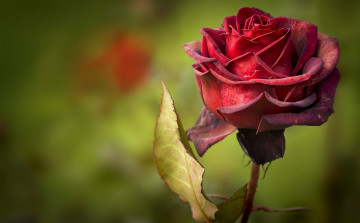 Картинка цветы розы лепестки роза красная