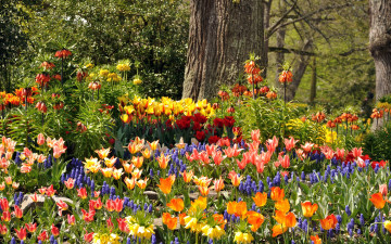 Картинка цветы разные+вместе деревья парк mainau тюльпаны германия гиацинты разноцветные