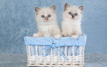 Картинка животные коты пара котята голубоглазые корзинка сиамские колор-пойнт двое два кошки сидят милые голубой фон бантик ткань