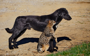 обоя животные, разные вместе, собака, кот, кошка, дружба, друзья