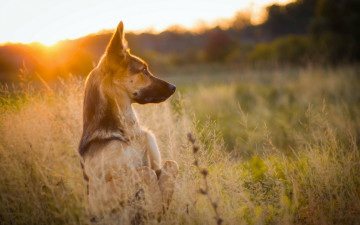 Картинка животные собаки луг закат стойка собака овчарка природа трава