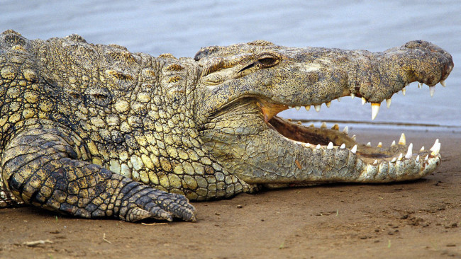 Обои картинки фото животные, крокодилы, пасть, крокодил, песок, берег, зубы