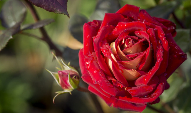 Обои картинки фото цветы, розы, бутон, капли, красная, роза
