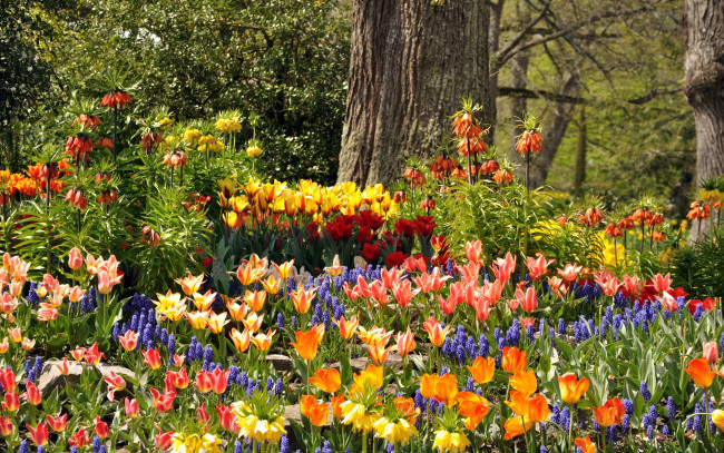 Обои картинки фото цветы, разные вместе, деревья, парк, mainau, тюльпаны, германия, гиацинты, разноцветные