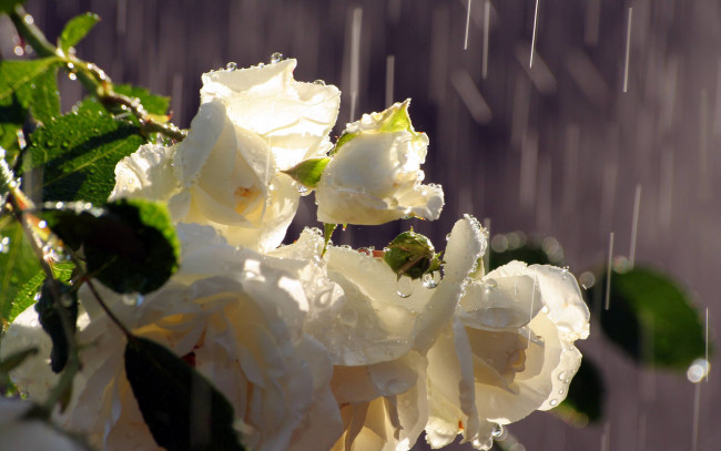 Обои картинки фото цветы, розы, капли, дождь, букет