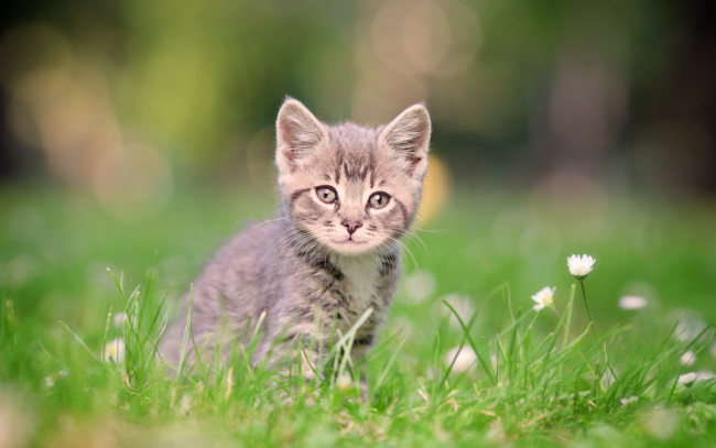 Обои картинки фото животные, коты, серый, улыбка, зеленый, котенок, поле, ромашки, трава, полосатый, размытый, фон